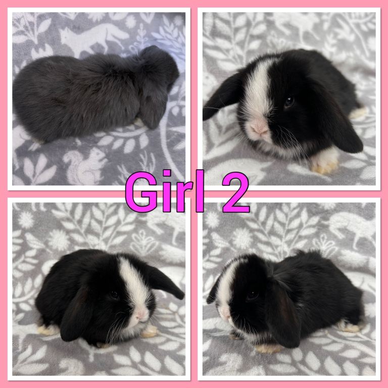 Mini lop baby rabbits 