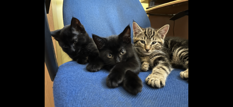 kittens Wigan need loving new homes 
