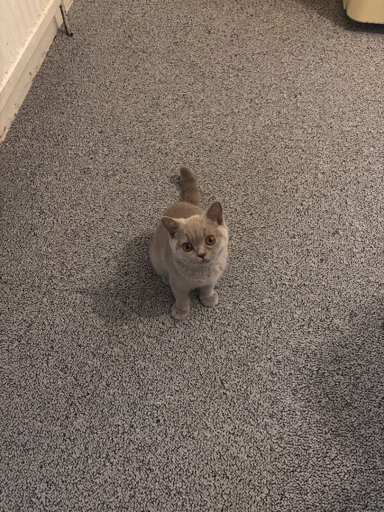 British short hair kitten ready to leave