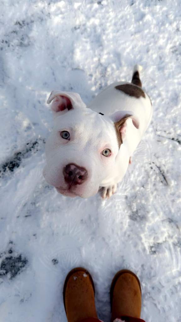 Standard American bully (male)