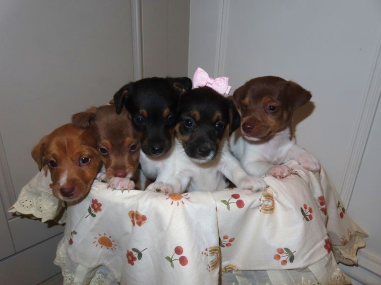  🐾TRADITIONAL JACK RUSSEL PUPPYS 🐾