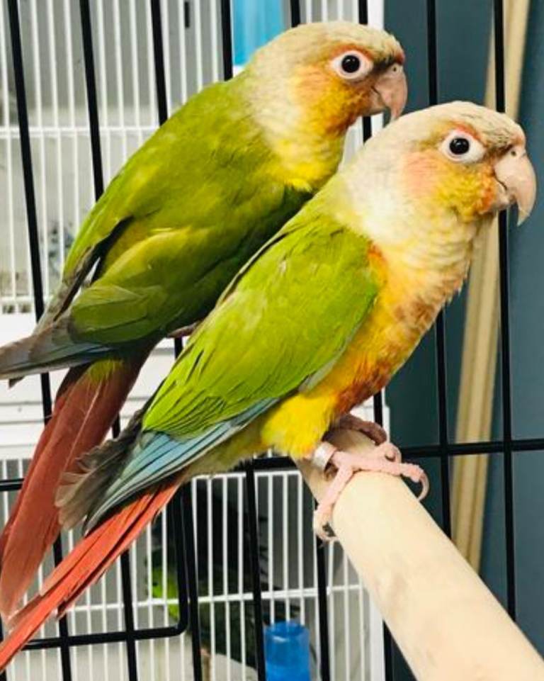 Pineapple Conure Pair and Cockatiel Trio