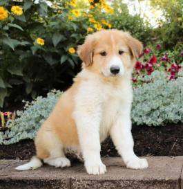 Car wanted suv estate or similar 