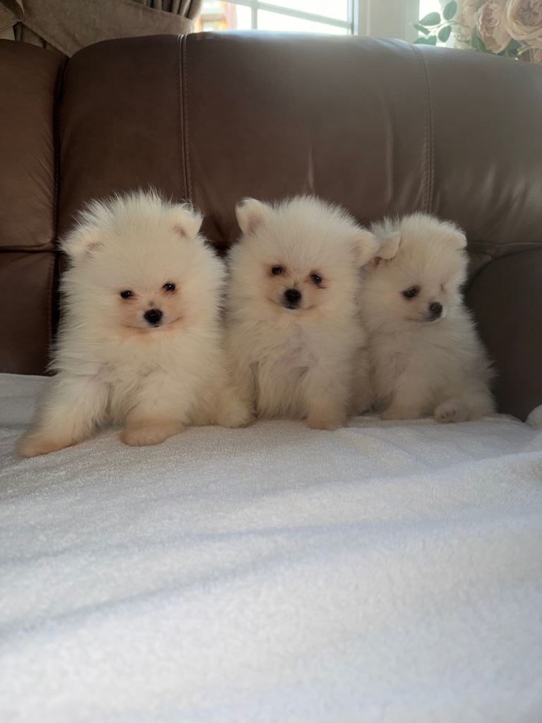 Beautiful White Pomeranian Puppies – 2 Boys & 1 Girl