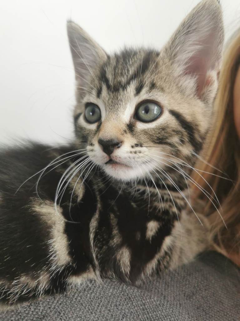 4 Lovely, Friendly Kittens - Tabby Boy & Girl, Black Boy, White Boy