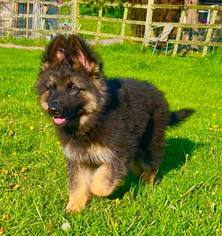 German Shepherd Stunners