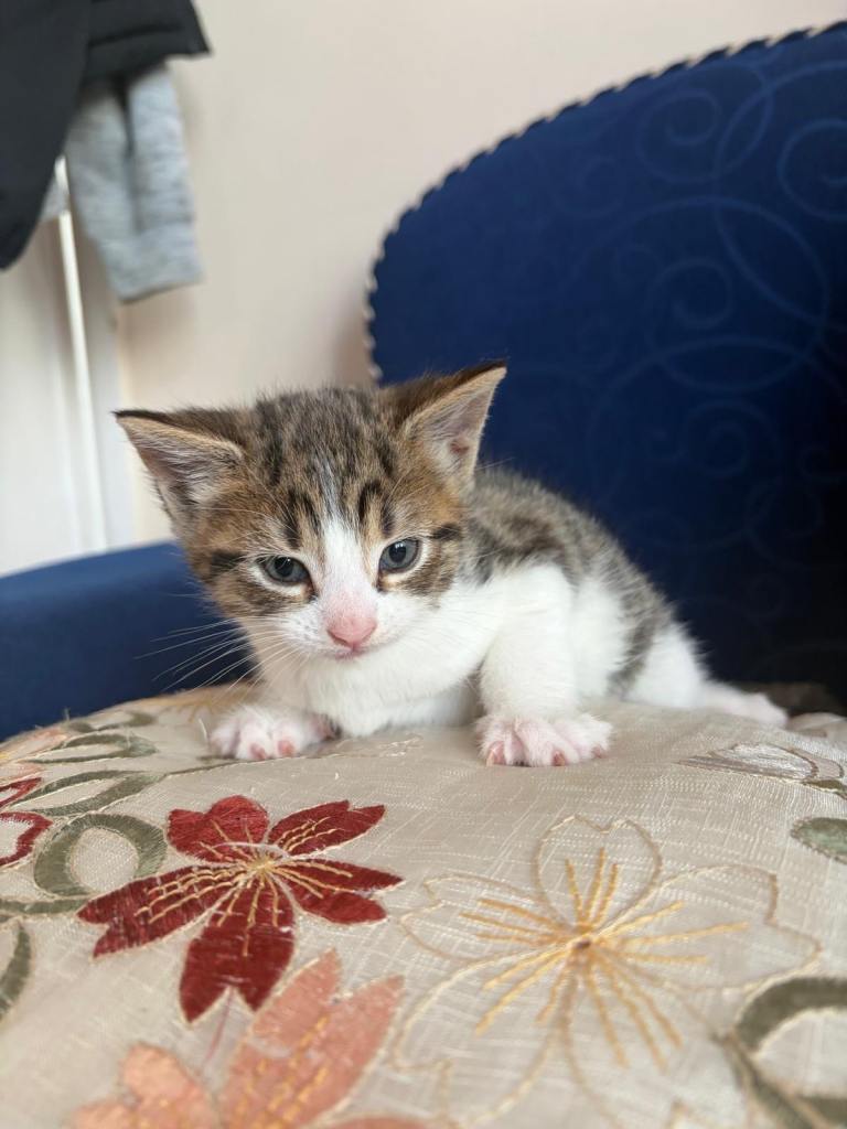 Kittens for sale 