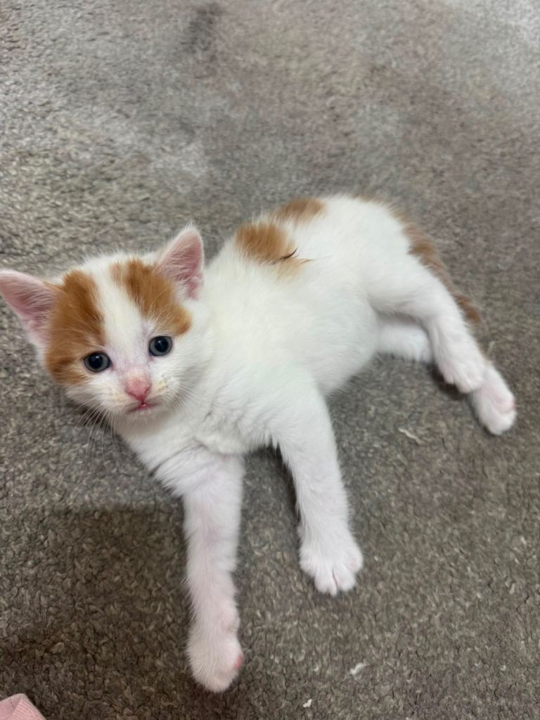 1 female kitten for Sale 