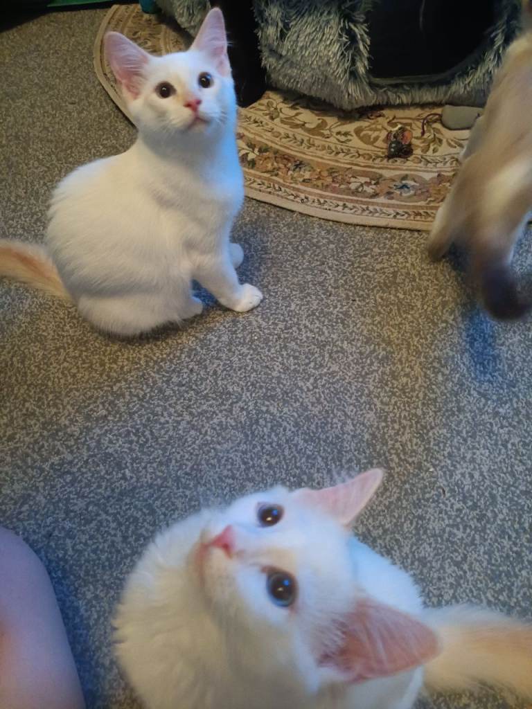 *Reduced* Flame point Ragdoll Kittens for sale