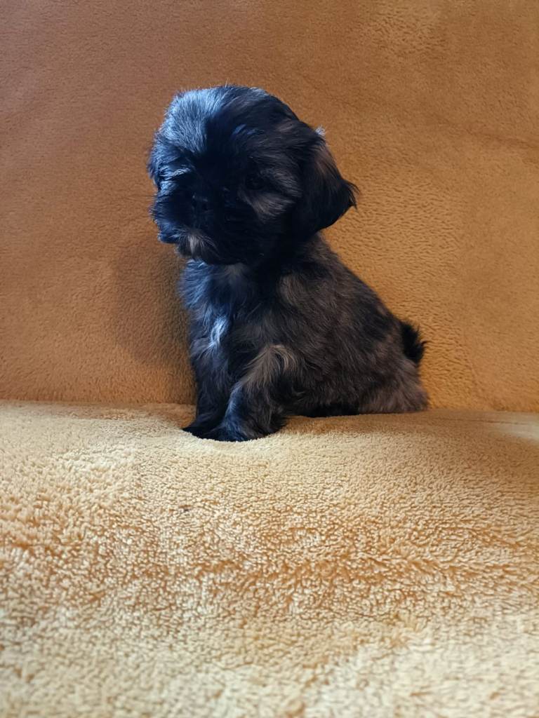 Shihtzu x bichon frise puppies (1 boy remaining) 