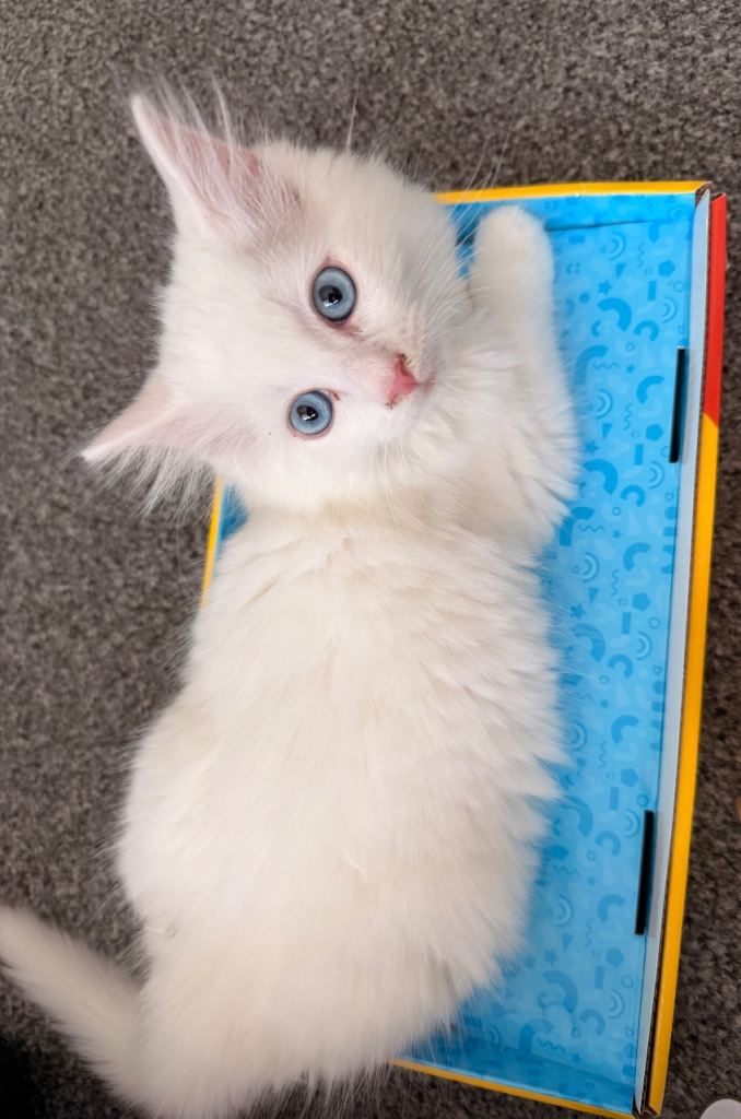 fluffy white blue eye kitten 