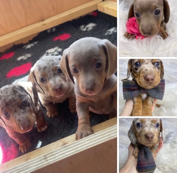 Stunning mini dachshund pups. Ready 17th may 
