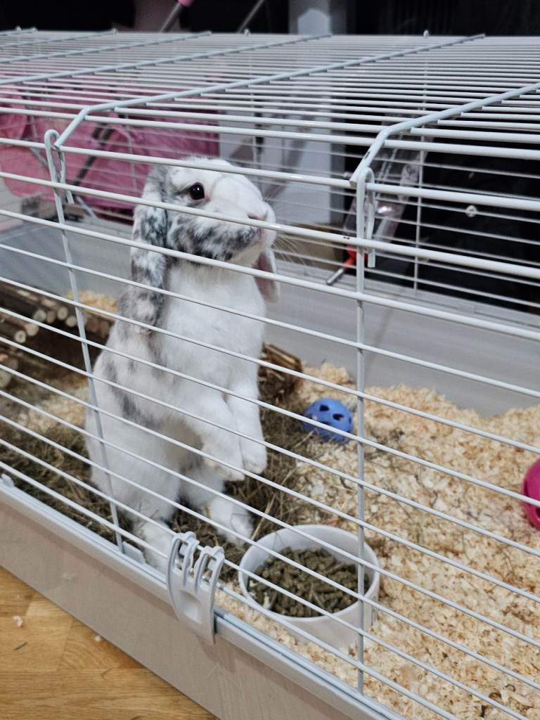 Rabbit for sale