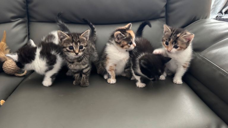 5 kittens 