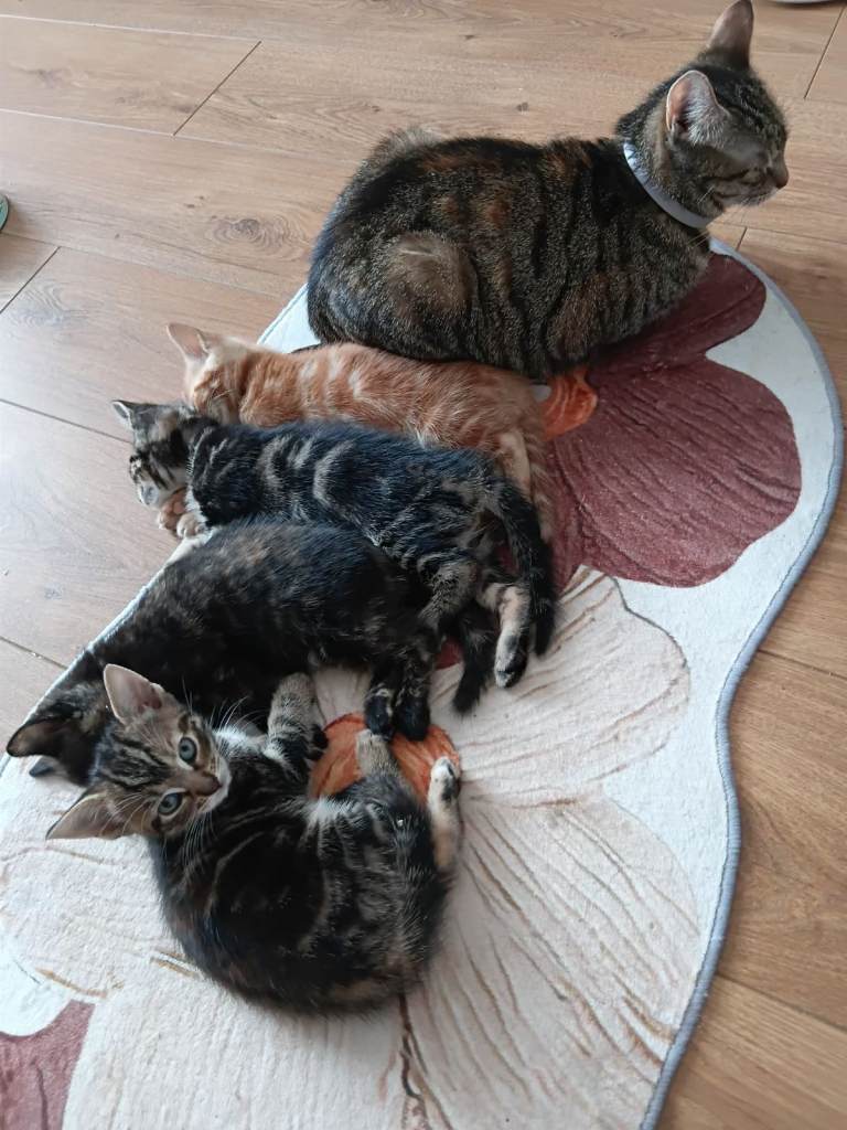 Urgent! Adorable kittens for sale
