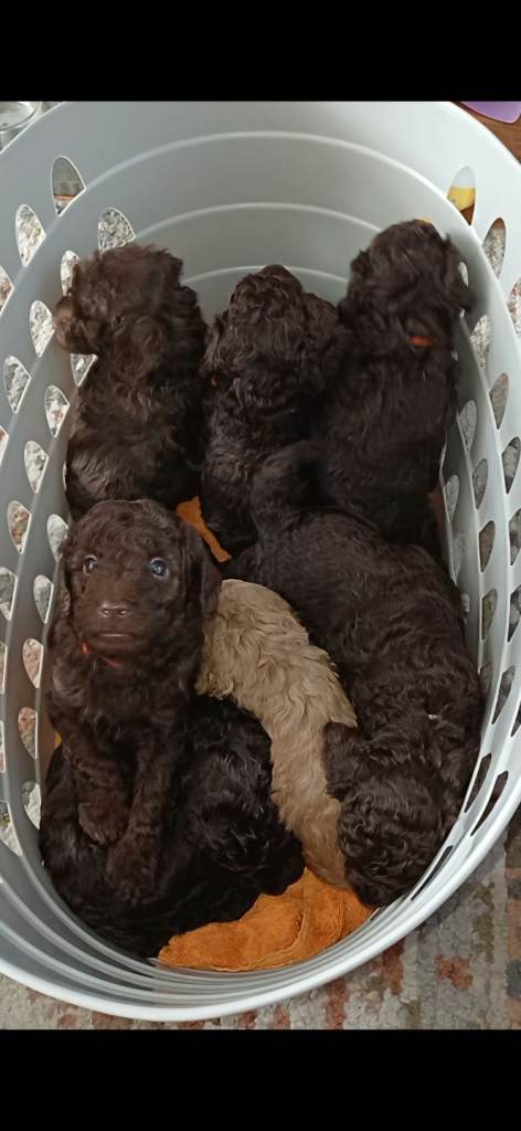 FB2 Sproodle puppies