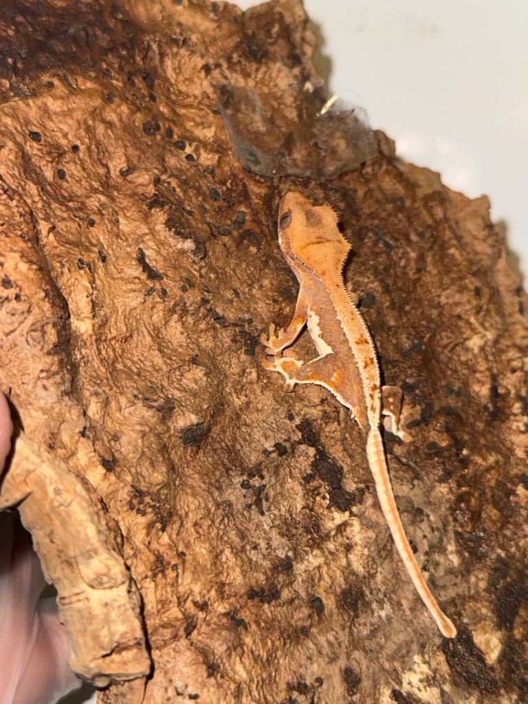 Vibrant and Healthy Baby Crested Gecko 5 months 