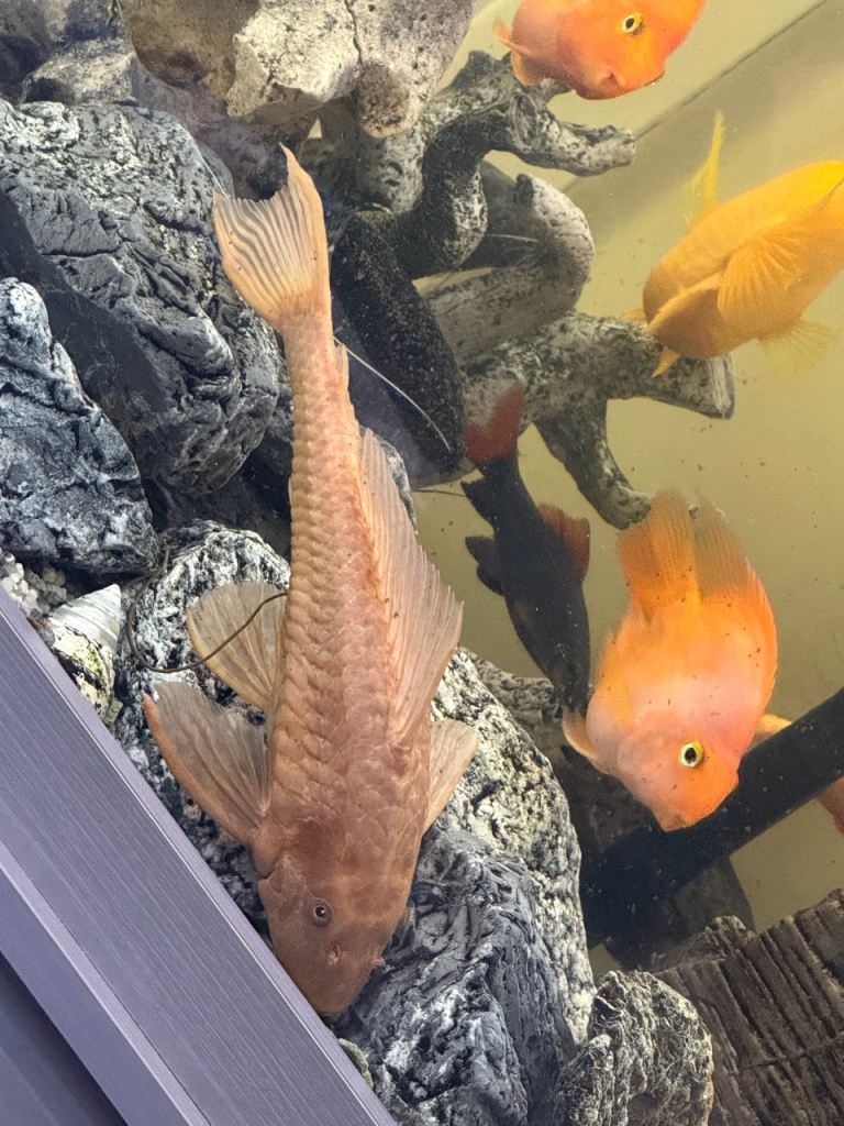 Albino  Plecostomus Large &  Featherfin Catfish (Synodontis eupterus)