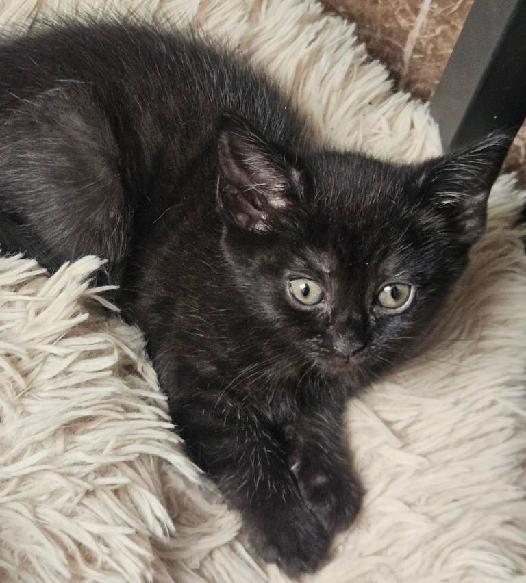 One female kitten for sale 