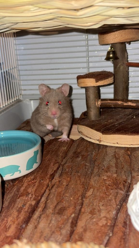 Syrian hamster looking for forever home 