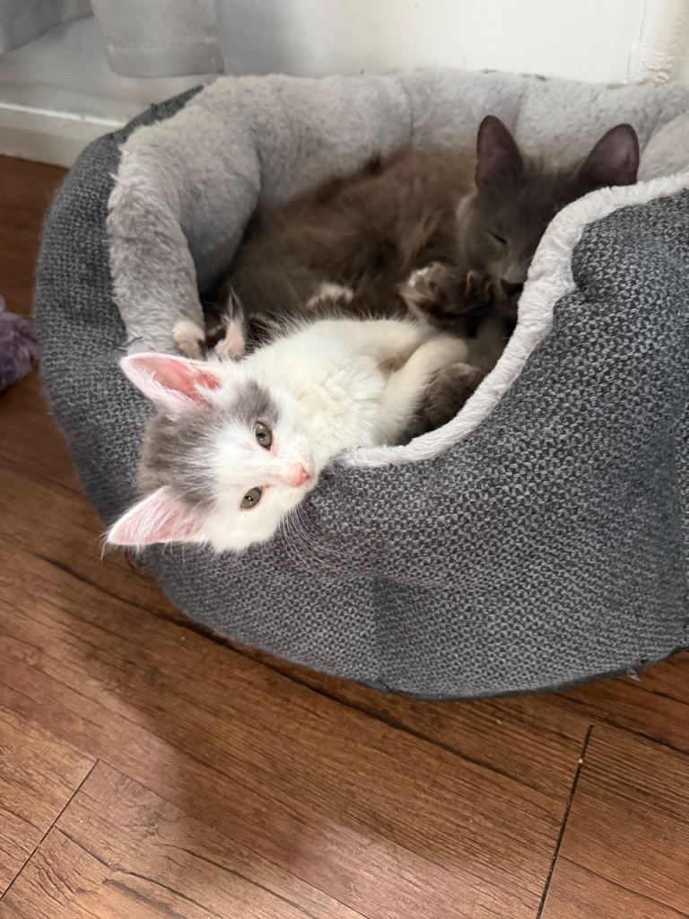 British Longhair kittens for sale
