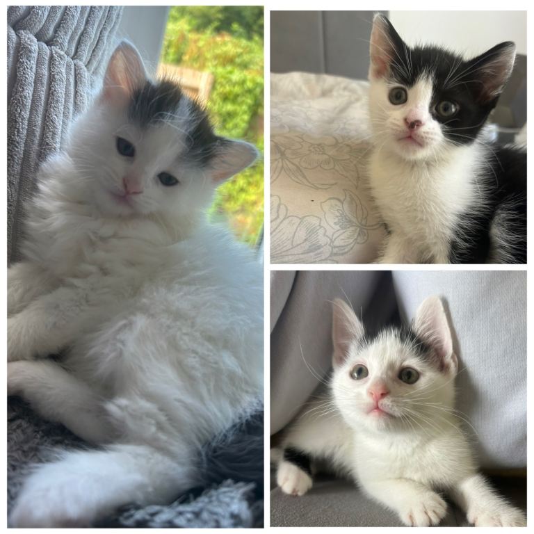 Kittens for sale 