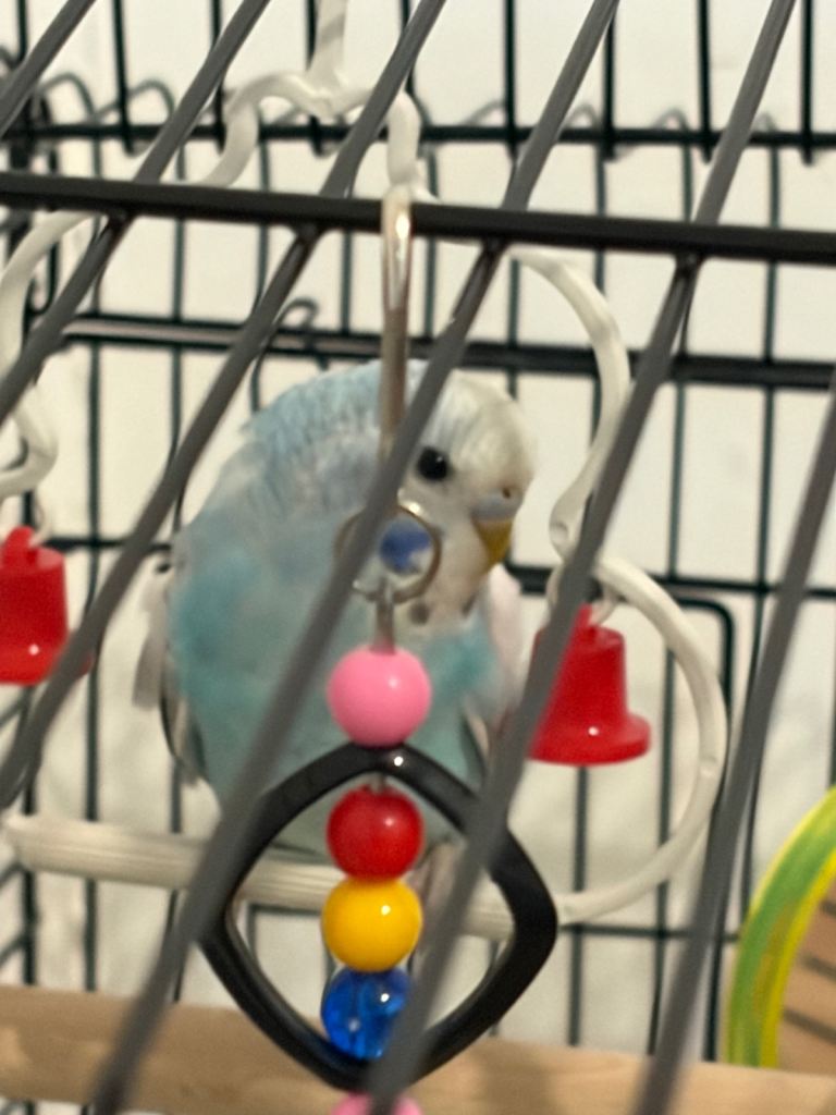 Budgerigar