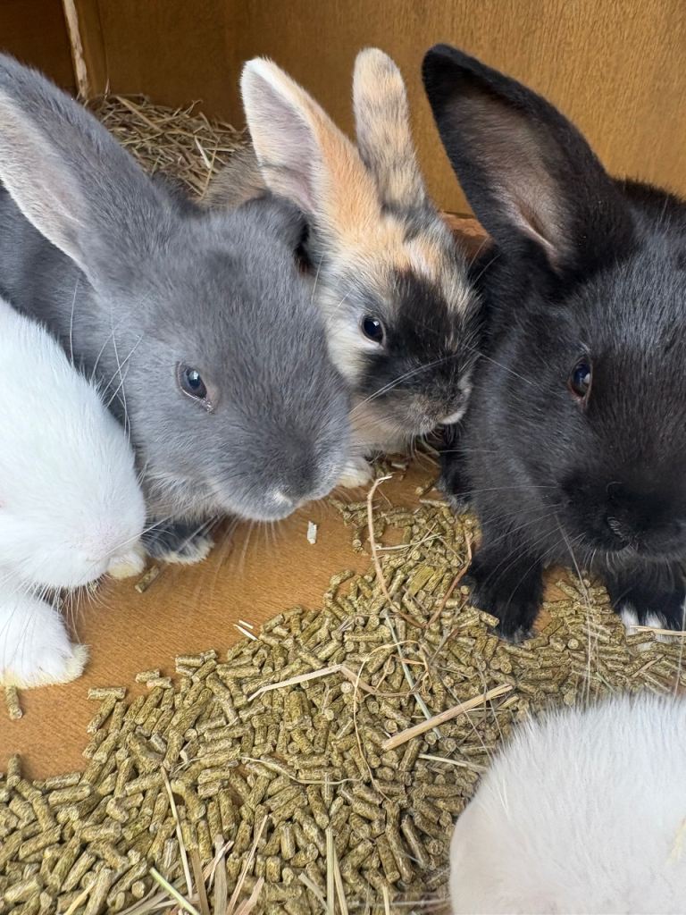 Rabbits