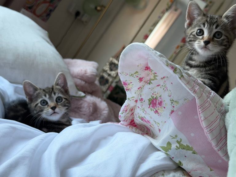 Female kittens 