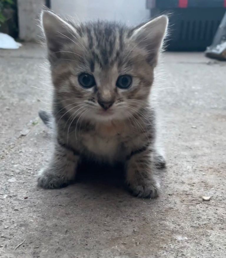 4 kittens for sale!