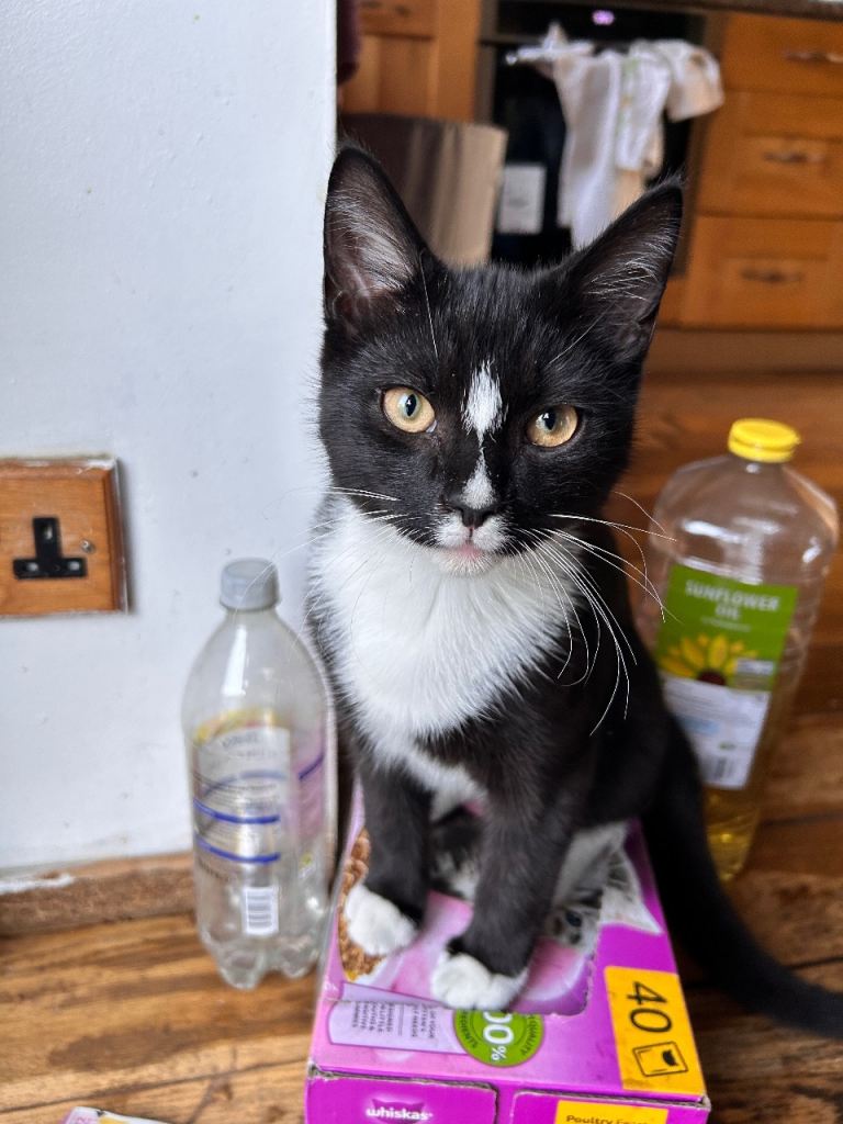 Adorable Kittens For Sale