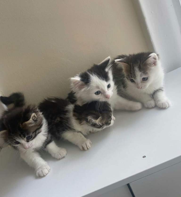 4 Norwegian Forest kittens ready to go  ❤️