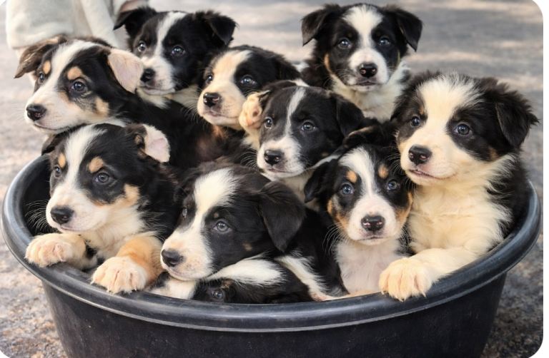 Border Collie Pups 