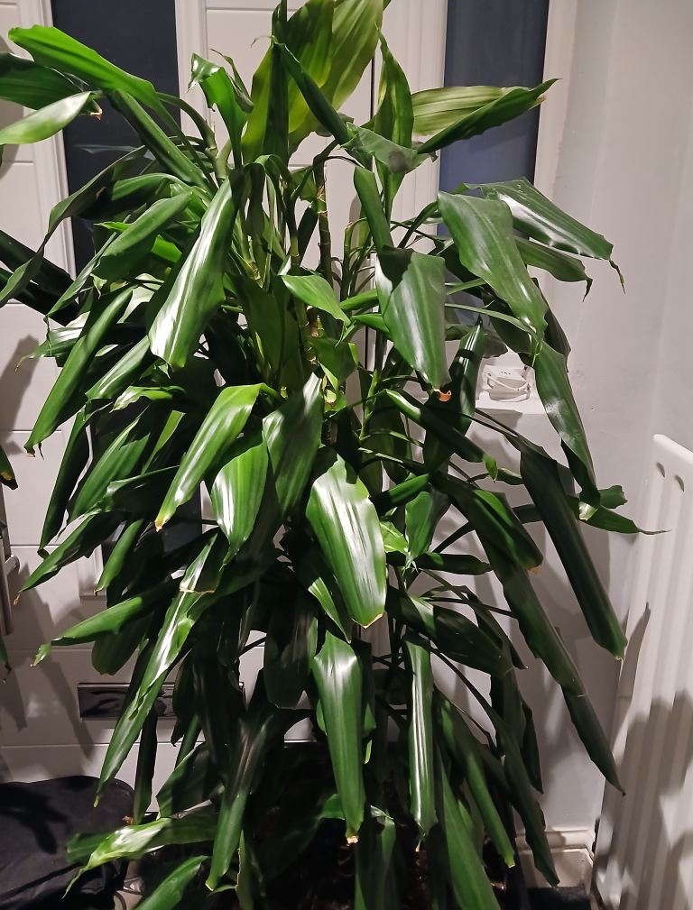 Corn plant large - both for £15