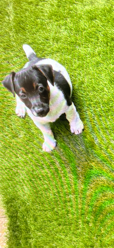 Jack Russell pups 