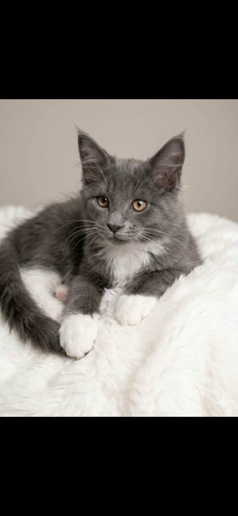 Beautiful GCCF Registered Maine Coon Kittens – 4 Boys & 3 Girls Available