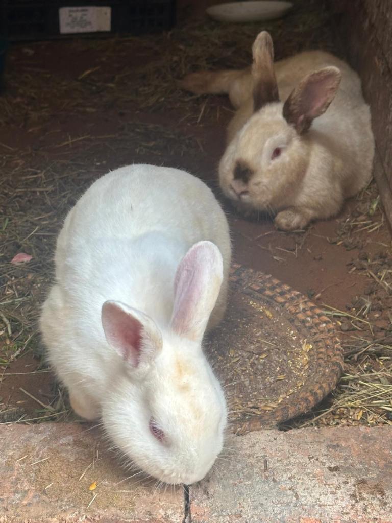 3 White Rabbits Male/Female with babies