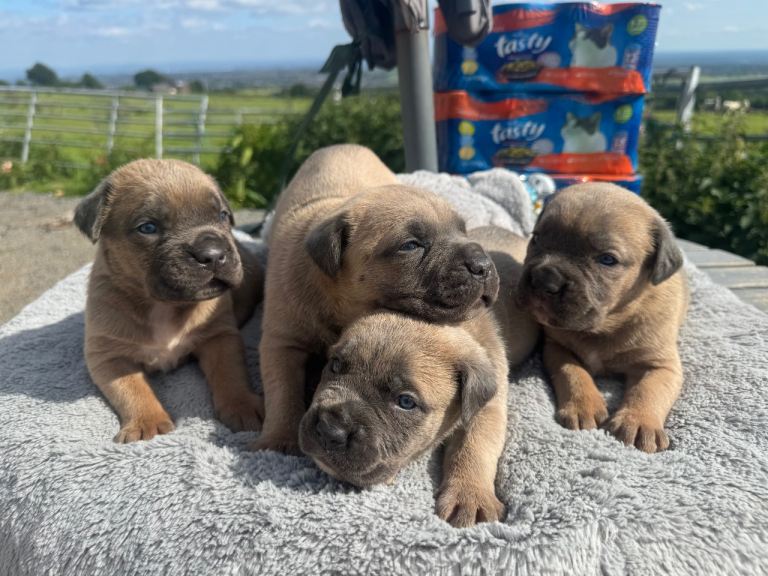 Cane corso puppies