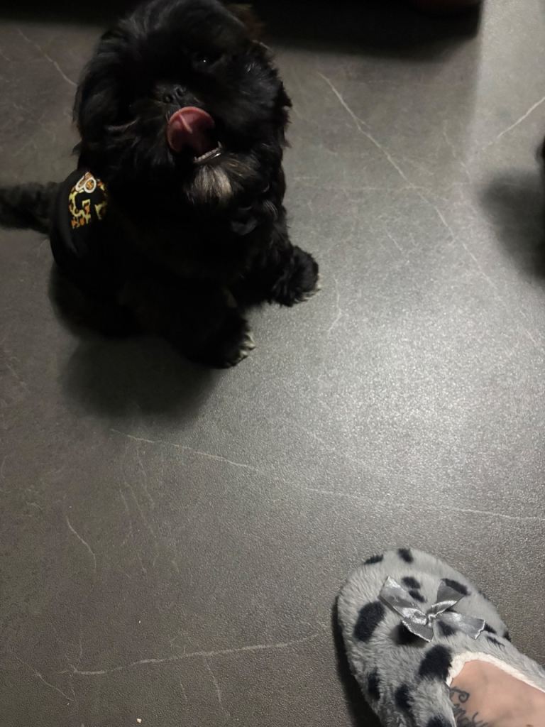 9 week old black female Shihtzu 
