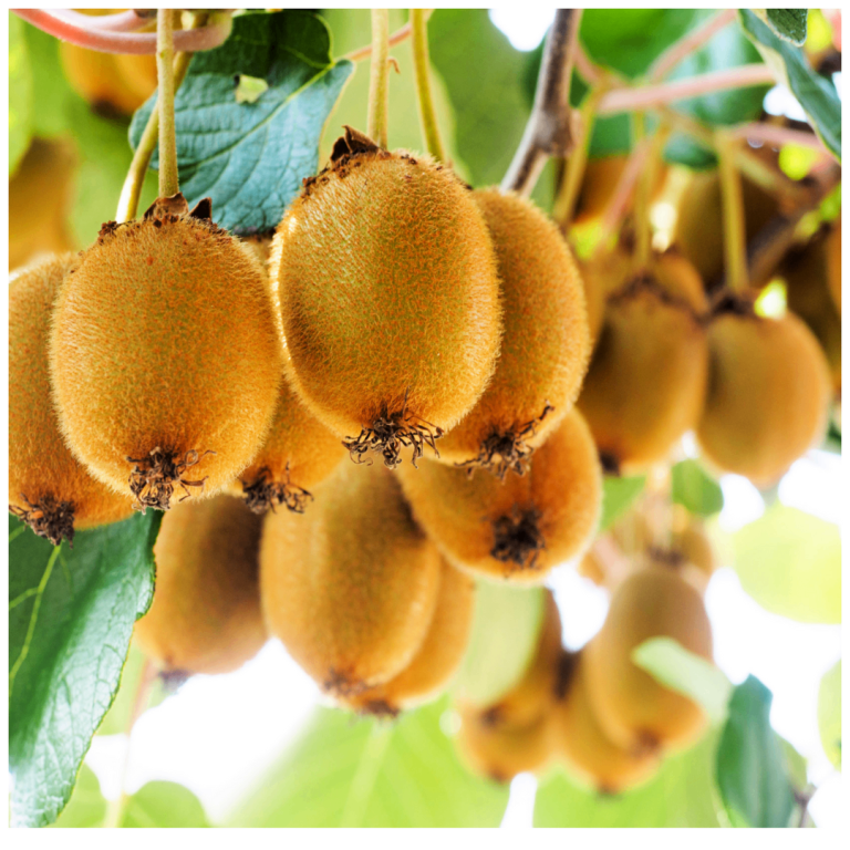 Kiwi plant 