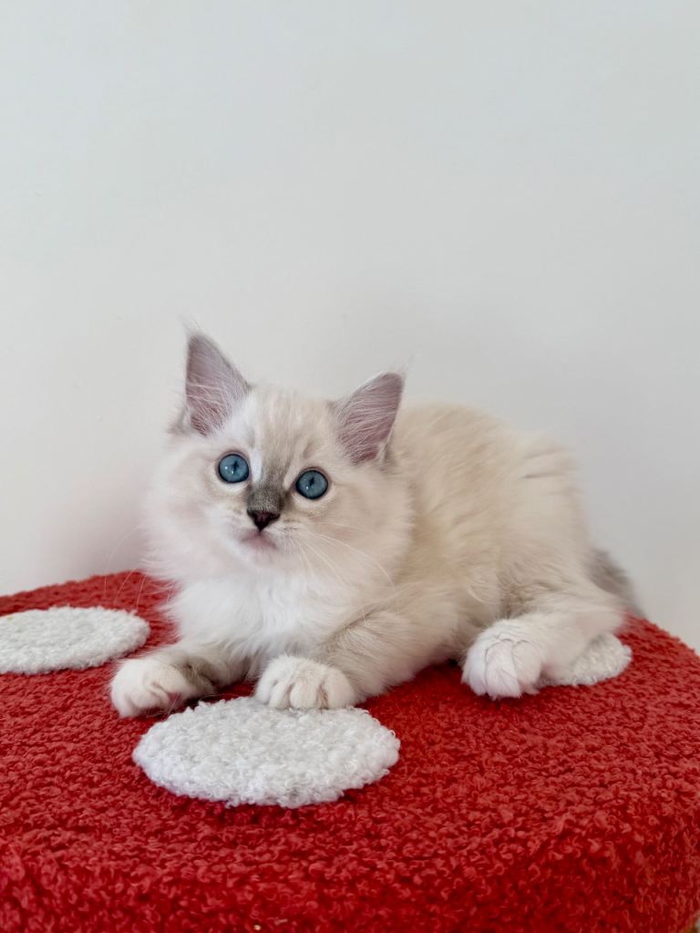Beautiful Pure Ragdoll Kittens – Fully Vaccinated & Health Tested Parents