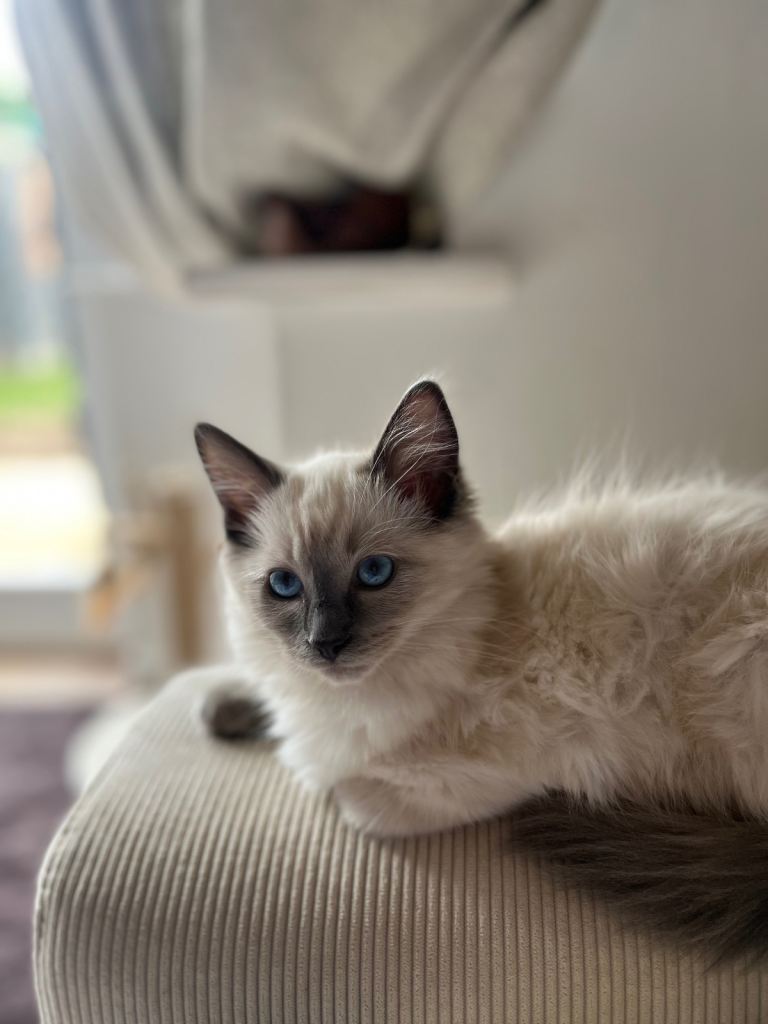 Ragdoll kitten 