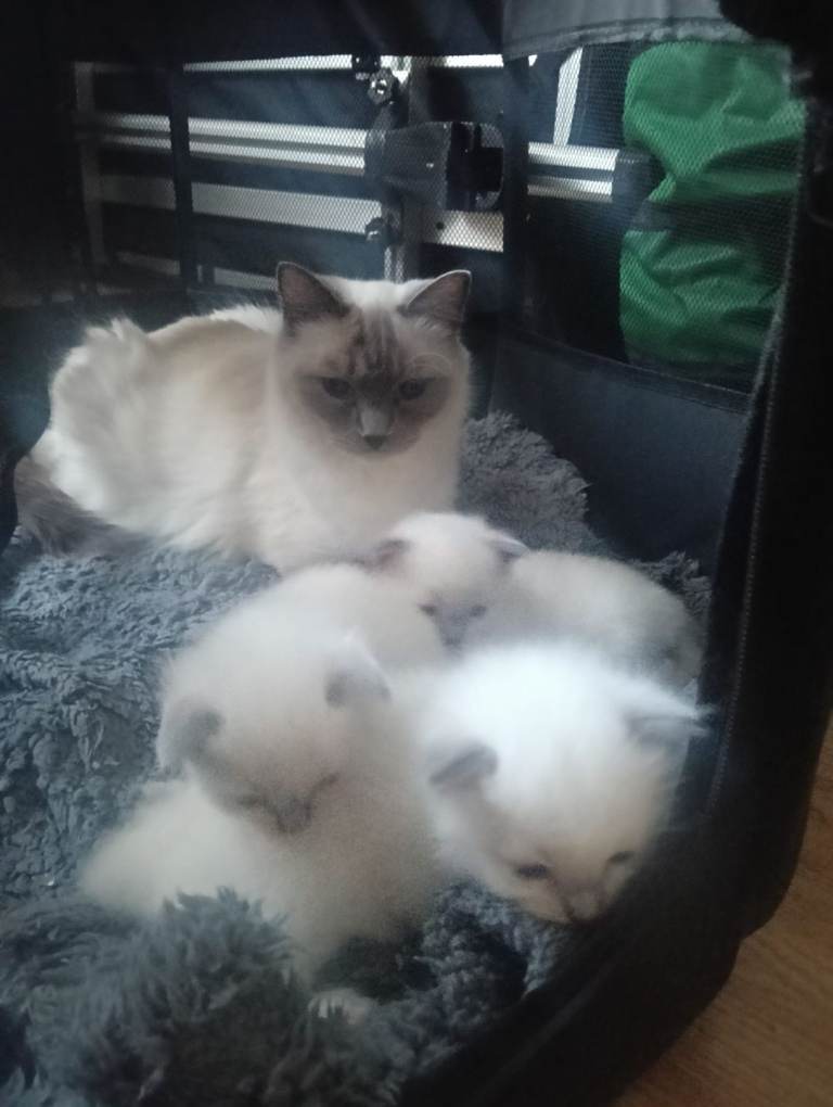 Beautiful Ragdoll kittens