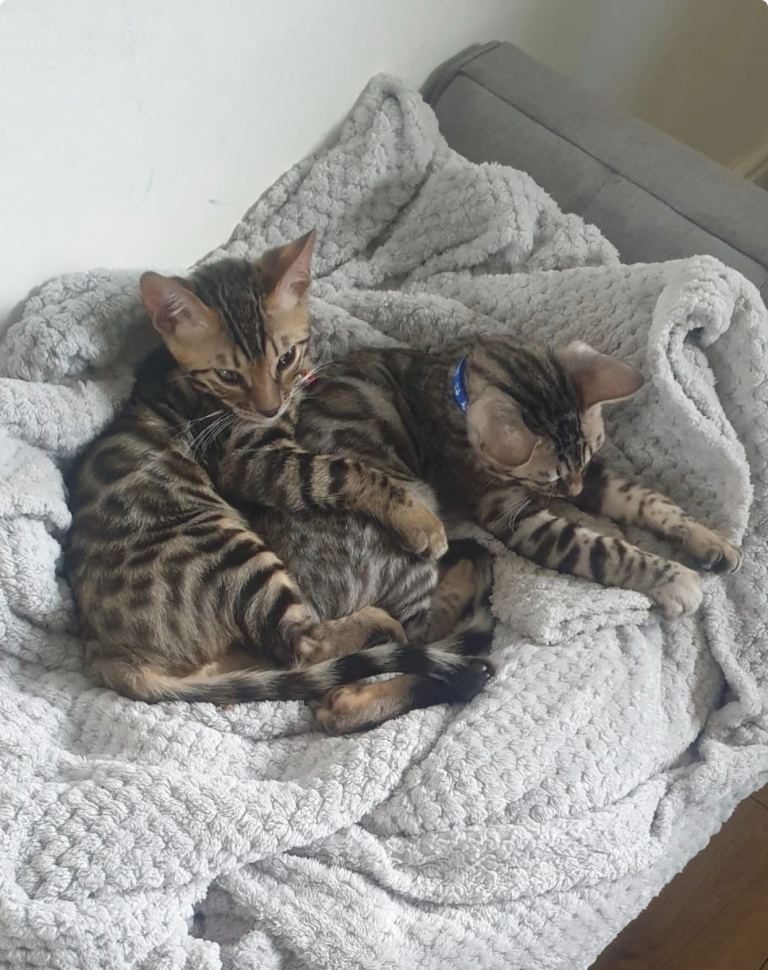 TWO MALE BENGAL KITTENS 
