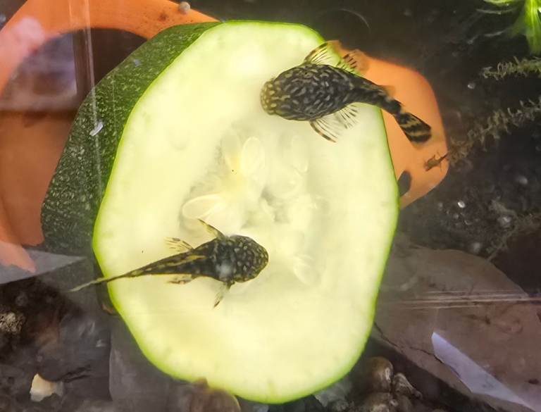 Tropical fish and snails 