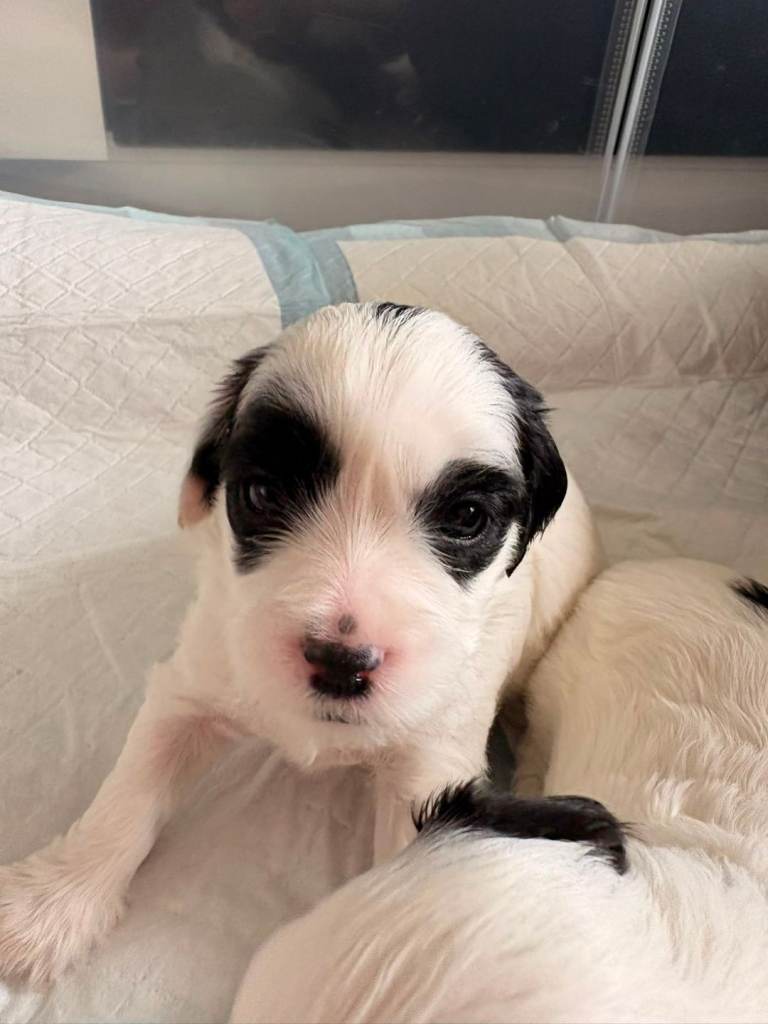 Shihpoo Shoodle  Puppies