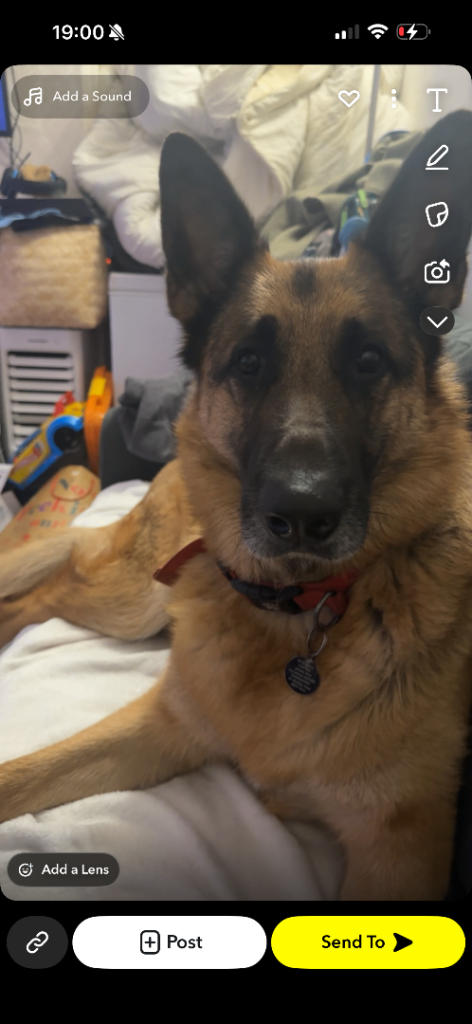 Male German shepherd 