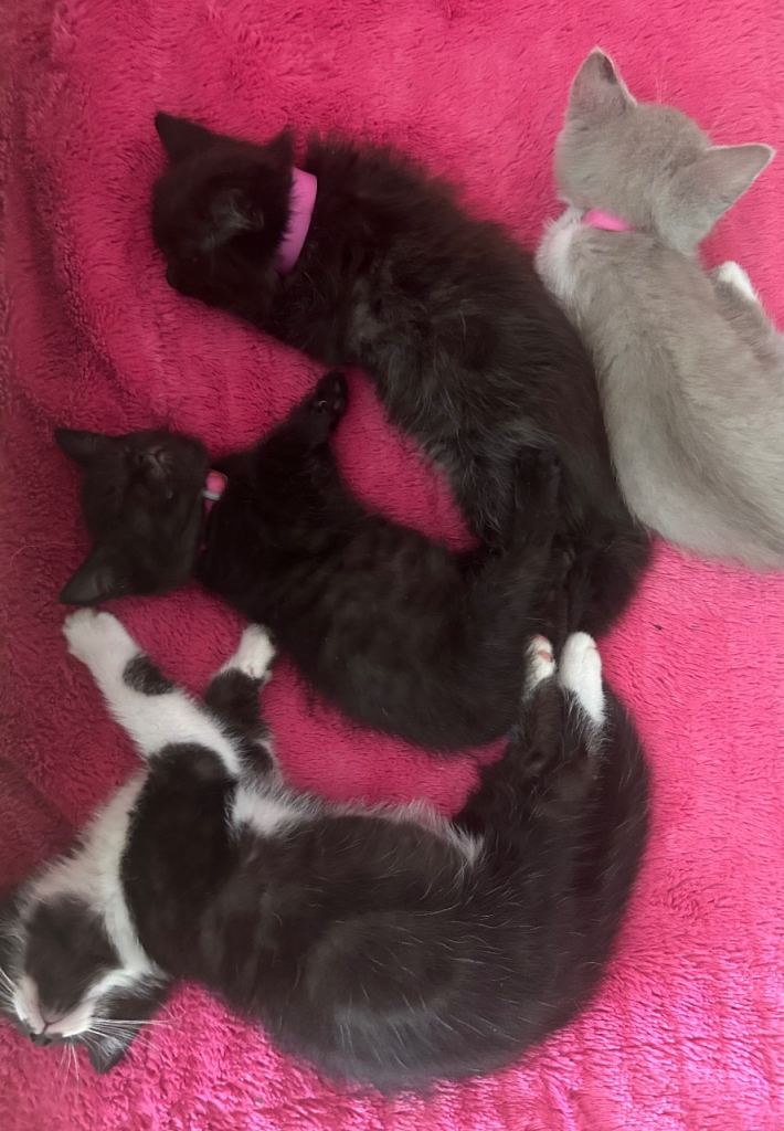 Adorable kittens are available 