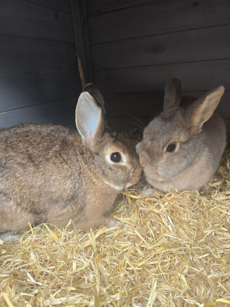 Mr pickles and lavander