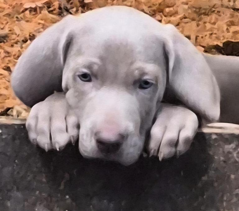 Stunning  Weimaraner Puppies